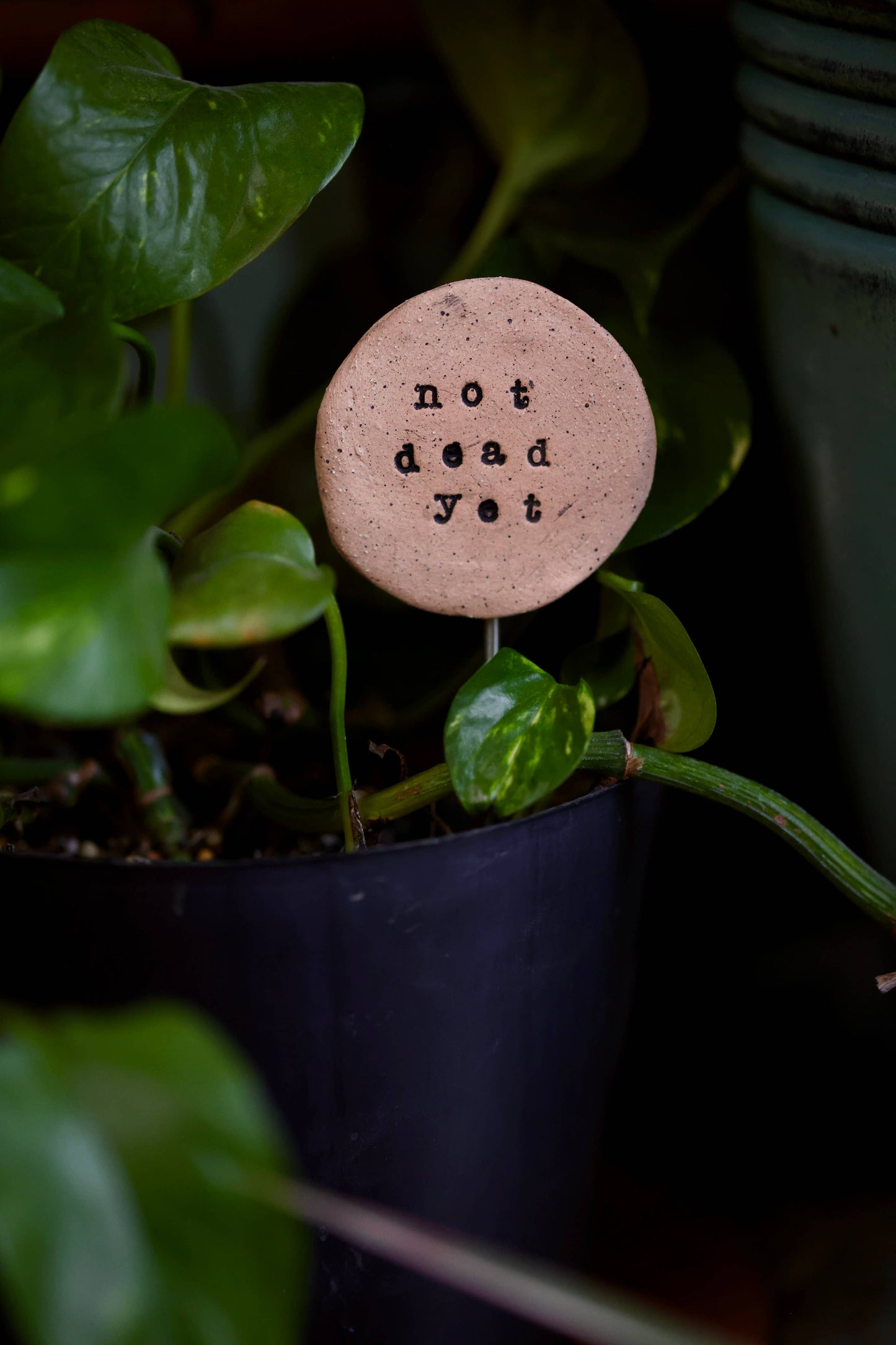 Plant Buddies- Not Dead Yet