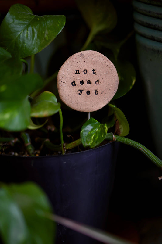 Plant Buddies- Not Dead Yet