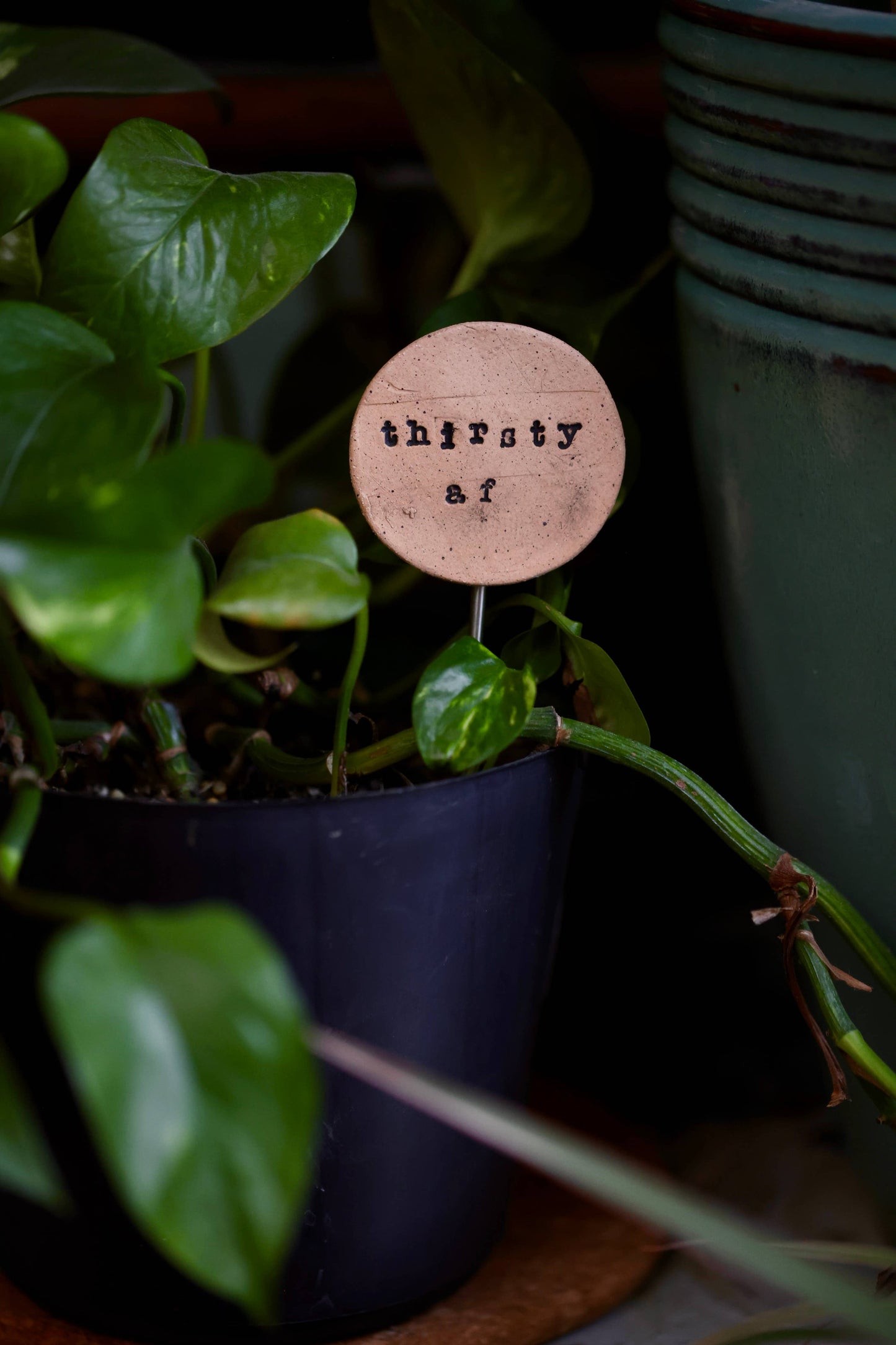 Plant Buddies - Thirsty AF